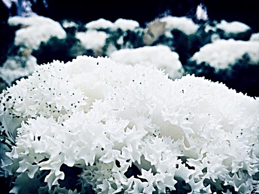 Close Up Of White Plant Photograph by Reza Rezvanzadeh / EyeEm Close Up Of White Plant Photograph by Reza Rezvanzadeh / EyeEm