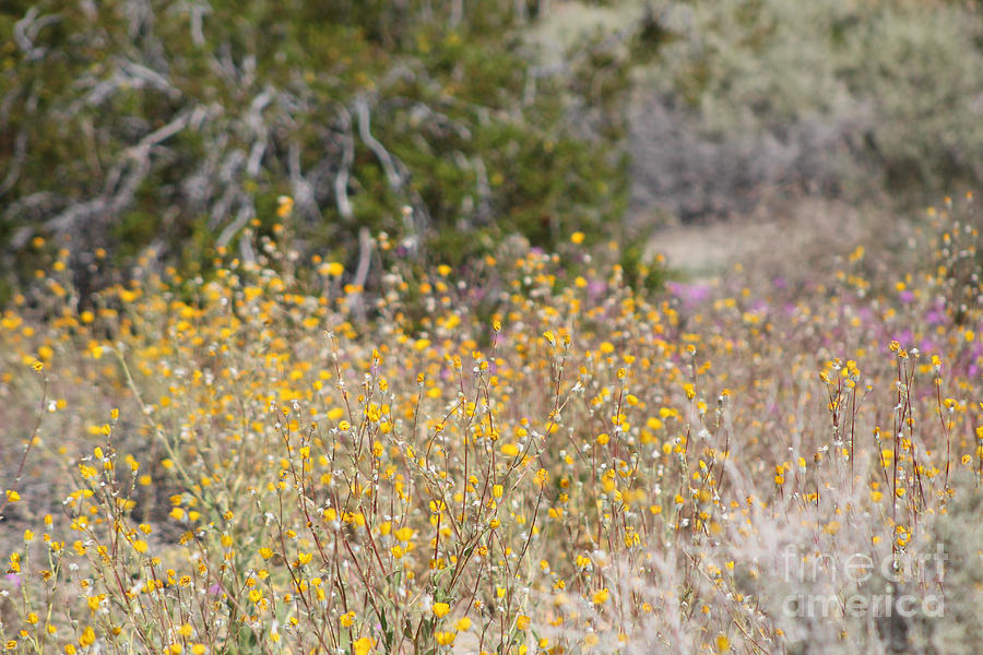 Close Up of Wild Desert Sunflowers Coachella Valley Wildlife Preserve Photograph by Colleen Cornelius
