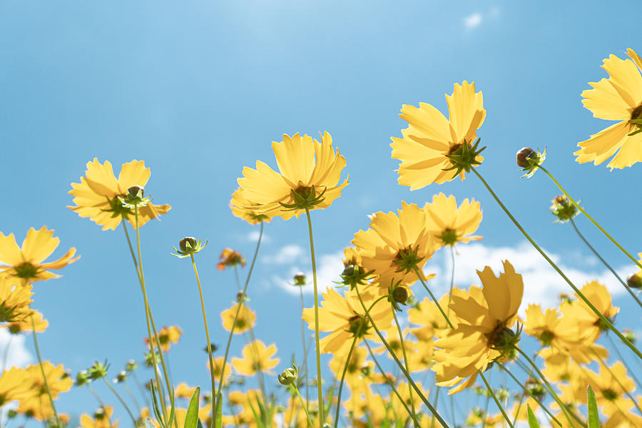 Close-up of wild flowers against sunlight and blue sky Photograph by Olivia ZZ