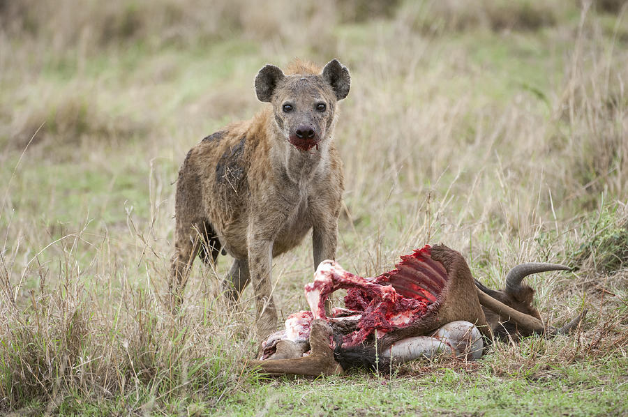 Close-up of Wild Spotted Hyena Feasting on a Wildlife Kill Photograph by GomezDavid