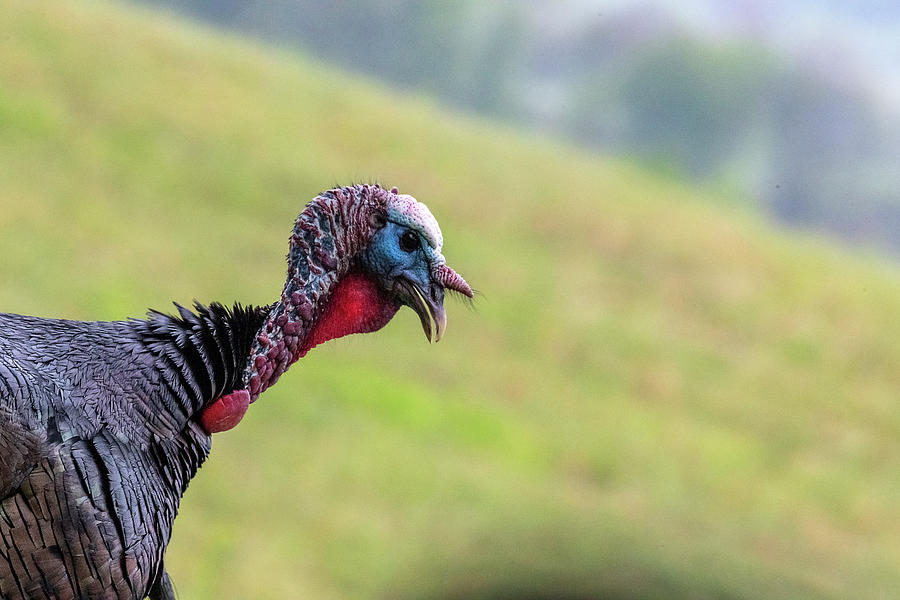 Close up of wild turkey Photograph by Dan Friend