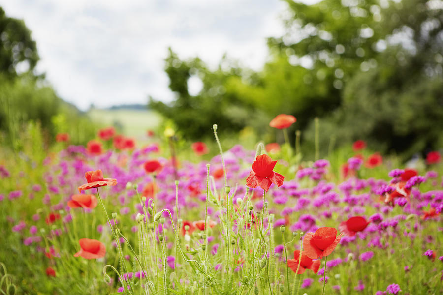 Close up of wildflowers in field Photograph by Cultura RM Exclusive/Stephen Lux