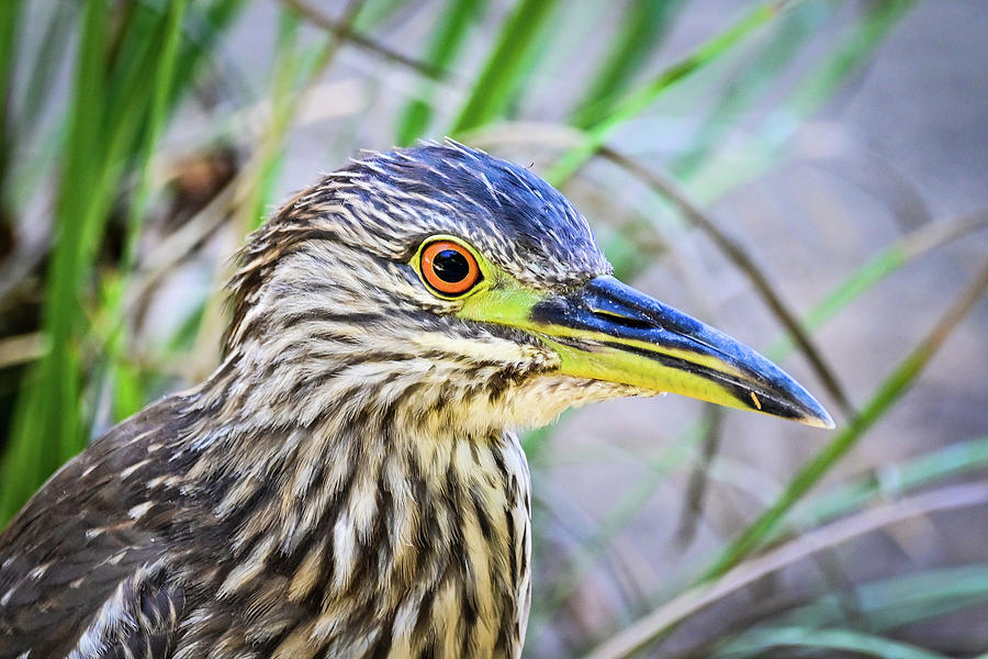 Close up of Yellow crowned night heron Photograph by Ed Stokes