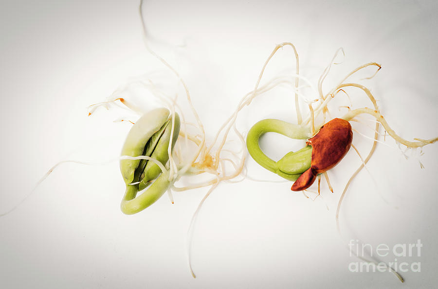 Close up of young Spring bean seed, sprouting and germinating Photograph by Perry Van Munster