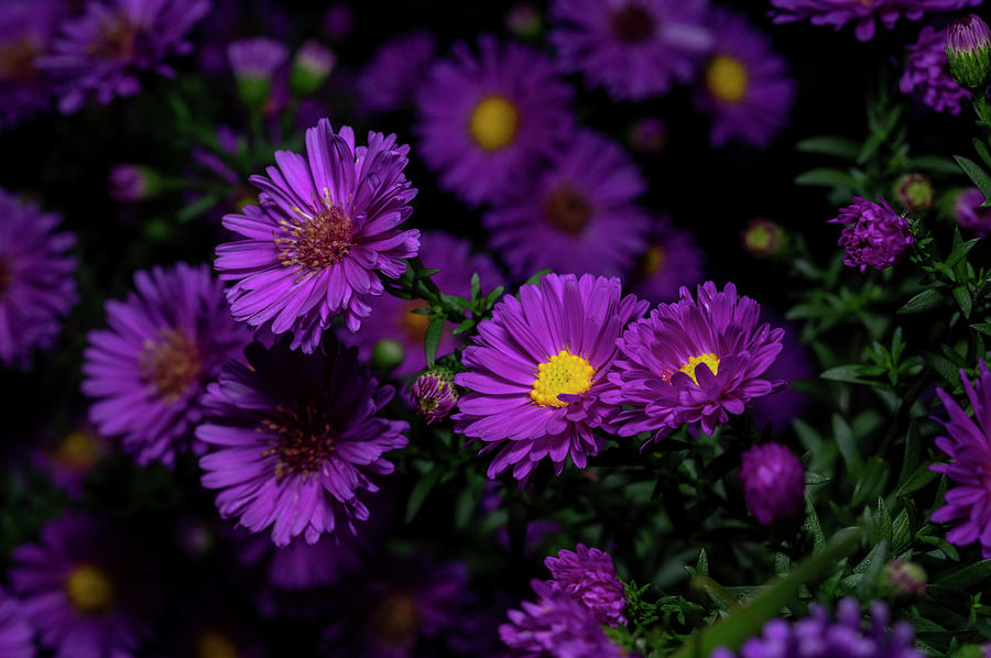 Close up on beautiful purple colored autumn Aster flowers from the ...