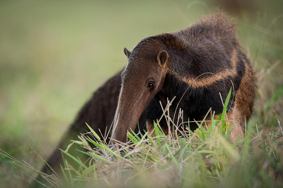Close-up on Giant Anteater Photograph by Mats Brynolf