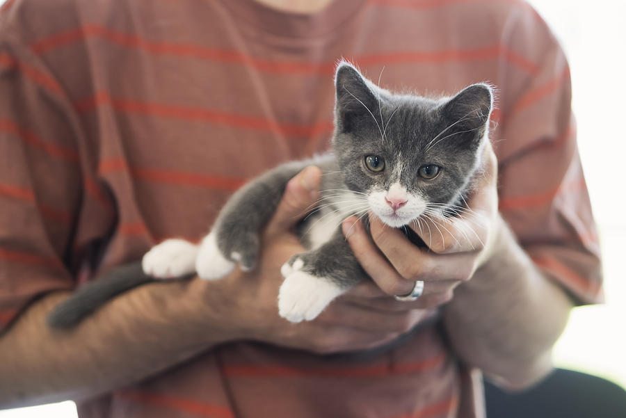 Close-up on newly adopted kitten and owners hands. Photograph by Martinedoucet