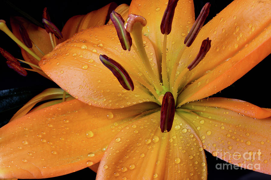 Lily Photograph - Close up Orange Lily flower with water droplets on petals by Jwj