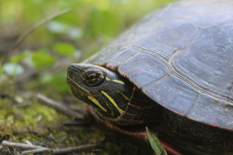 Close-up, Painted Turtle Photograph by Callen Harty