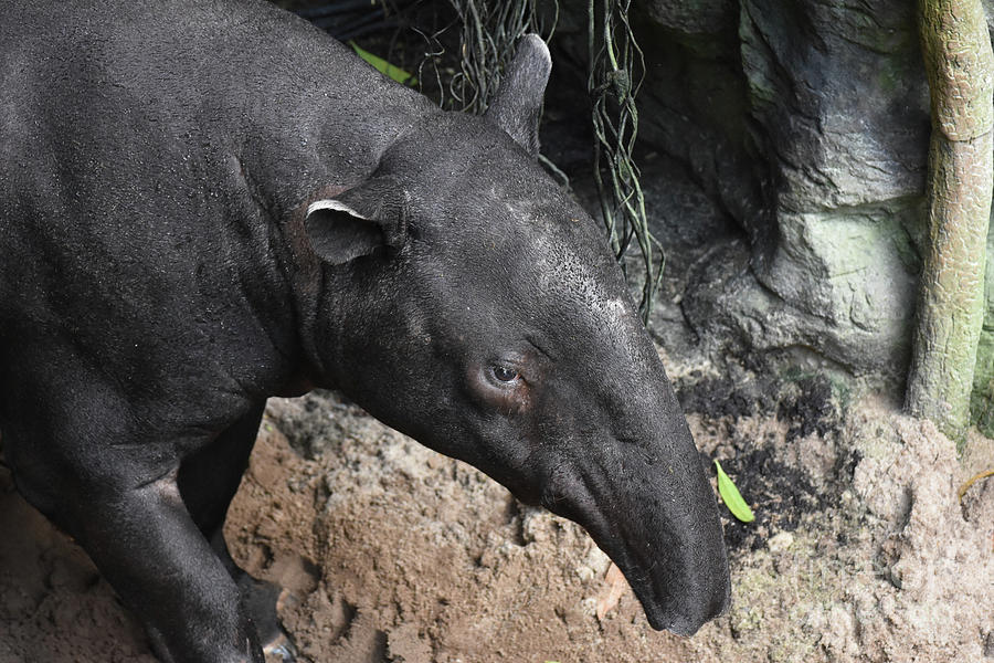 Close up photo of a wild tapir  Photograph by DejaVu Designs