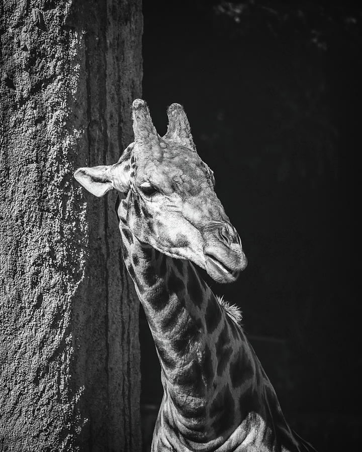 Close Up Photo of Giraffe_0001 Digital Art by Celestial Images - Fine ...