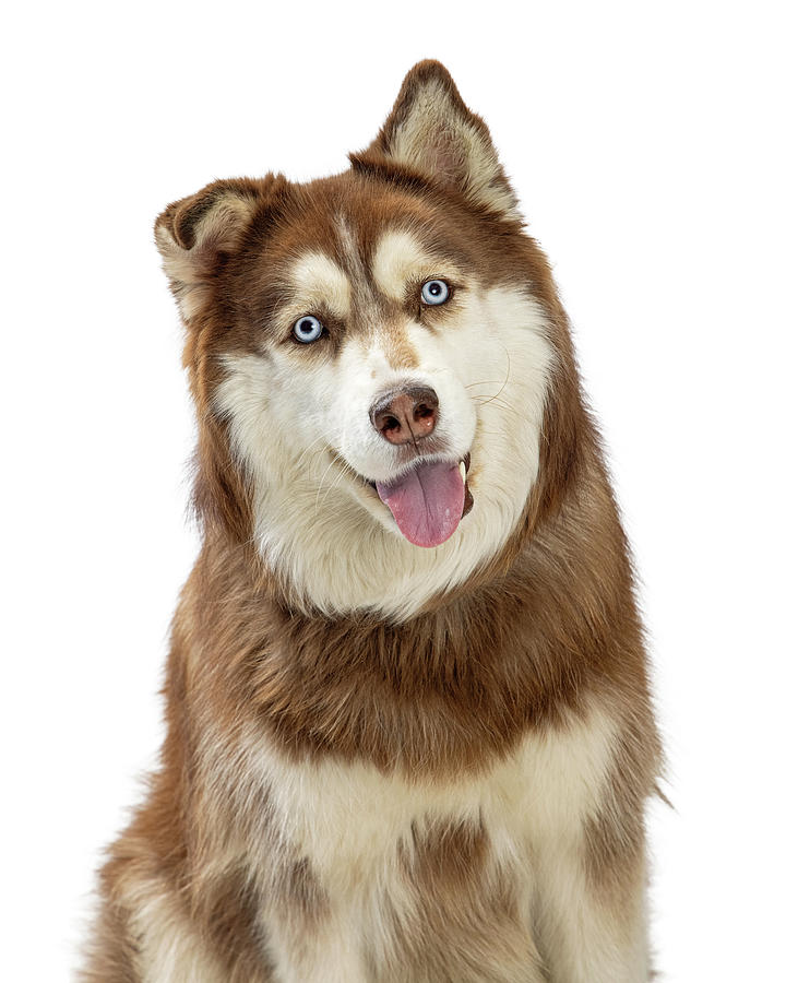Close-up Photo of Happy Alaskan Malamute Dog Photograph by Good Focused