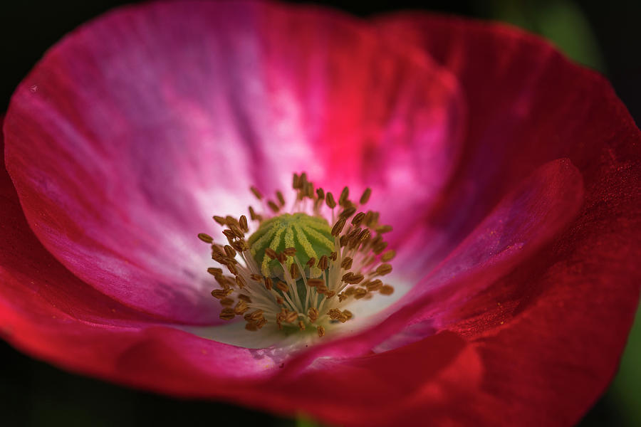 Close Up Poppy Photograph by Robert Potts
