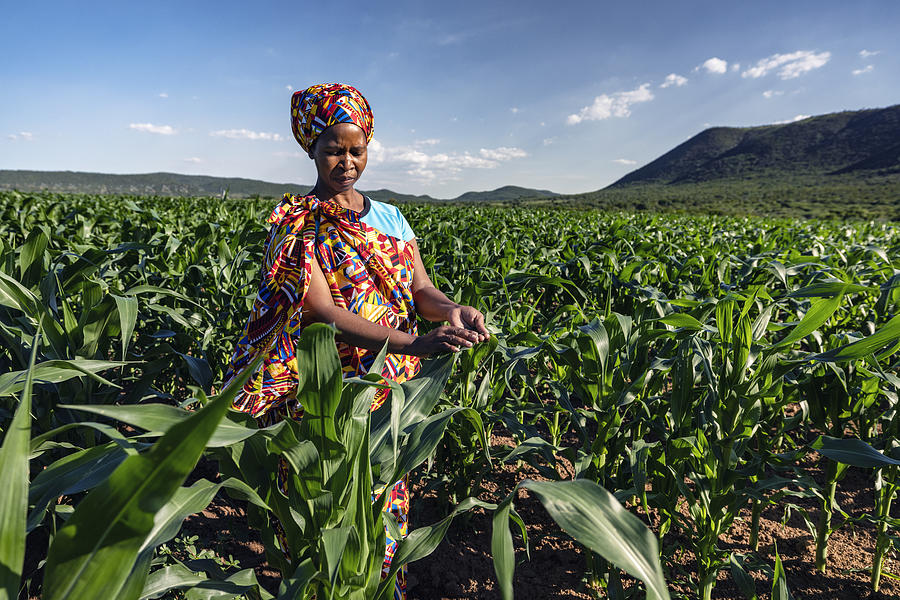 Close-up portrait. Black African woman farmer in traditional clothing standing in a large corn crop Photograph by Martin Harvey