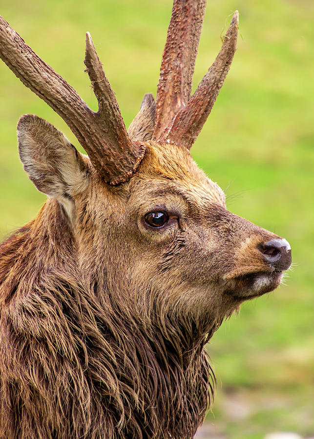 Close Up Portrait Of A Male Sika Deer Photograph