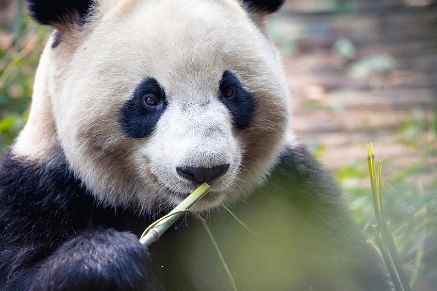 close up portrait of a Panda in Chengdu , China , Sichuan Photograph by Kiszon Pascal