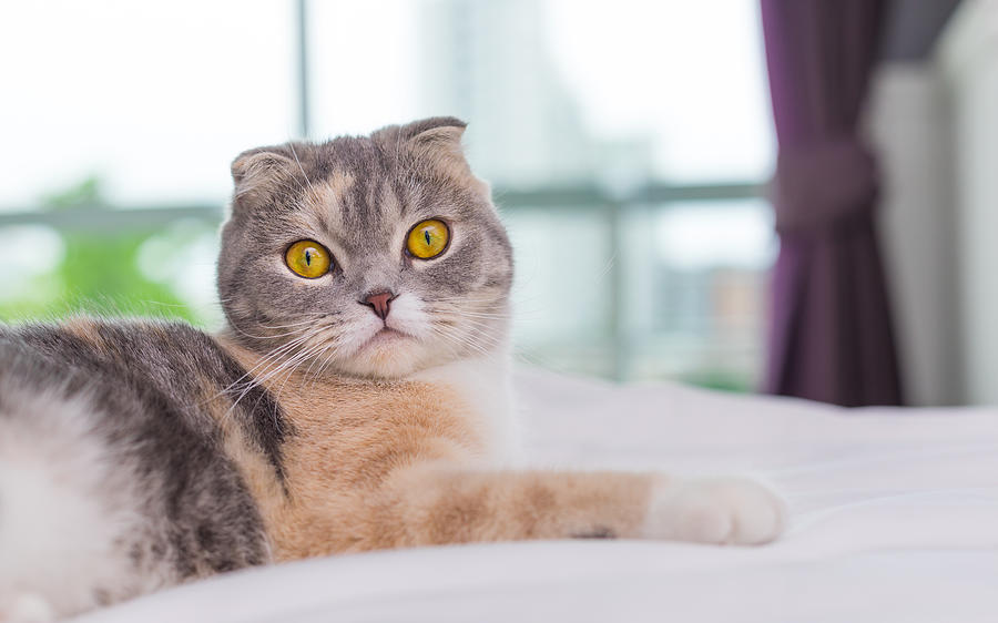 close up portrait of a Scottish fold cat on bed looking at camera Photograph by Kiszon Pascal