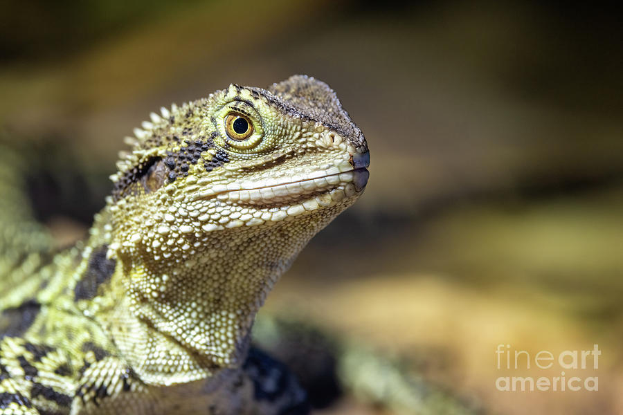 Close up portrait of an Eastern Water Dragon, Intellagama lesueurii, an arboreal agamid found near rivers and creeks. Sydney, Australia. Photograph by Jane Rix