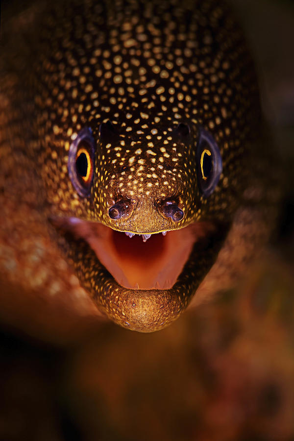 Close-up portrait of an eel Photograph by Beth Watson
