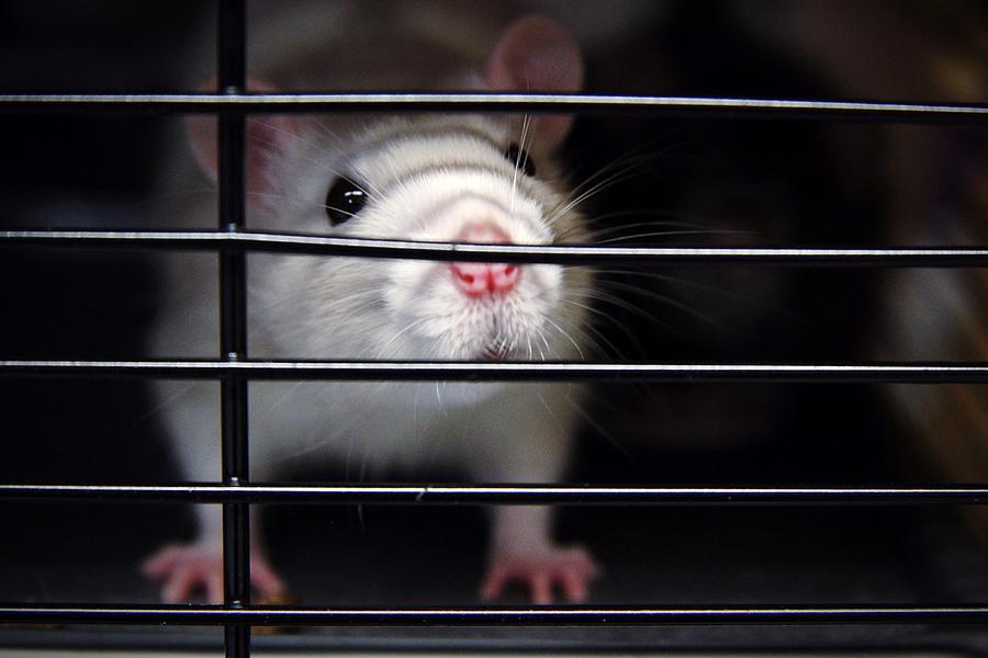 Close-Up Portrait Of Rat In Cage Photograph by Shanelle Hulse / EyeEm