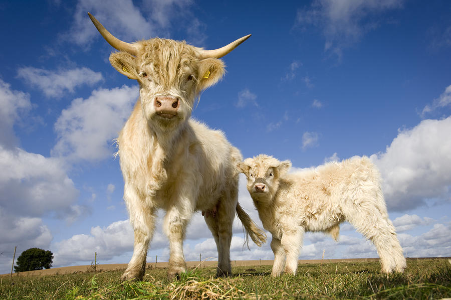 Close Up Portrait of White Highland Cow and Her Calf Photograph by ClarkandCompany