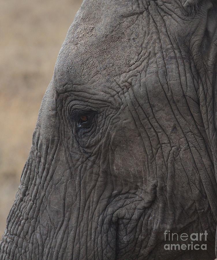 close up portrait of young african elephant head in wild, Kenya Photograph by Nirav Shah