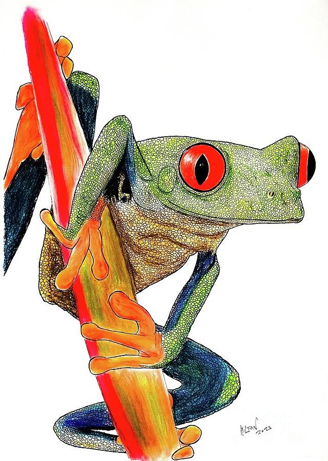 Close Up Red Eyed Tree Frog Portrait Mixed Media by Graham Wallwork ...