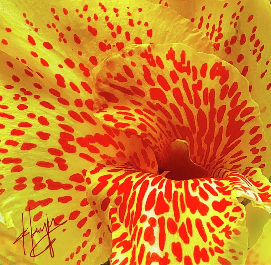 Close Up, Canna Lily Photograph by DC Langer