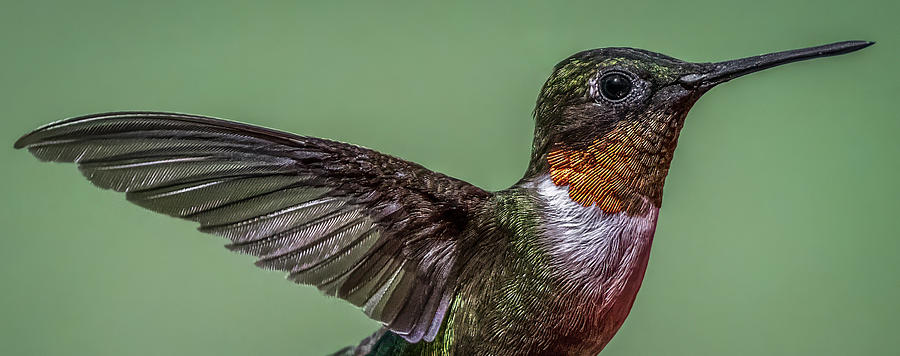 Close Up Ruby Throat Photograph by Brian Shoemaker