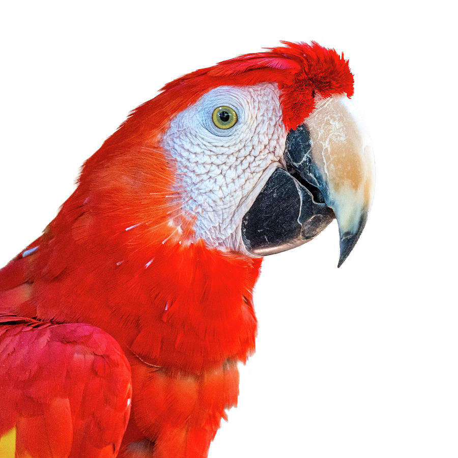 Macaw Photograph - Close-up Scarlet Macaw Bird Profile Extracted by Good Focused