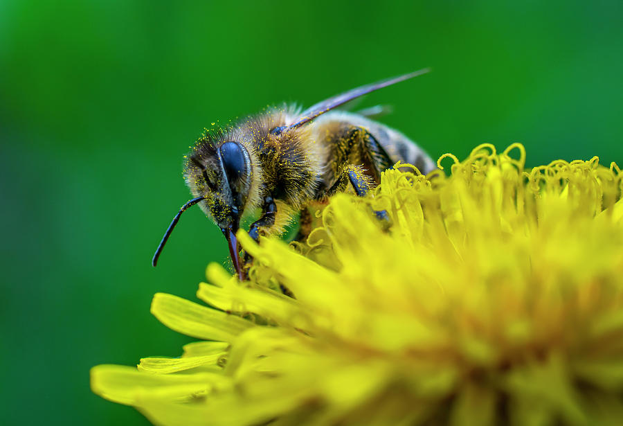 Close-up Shot Of A Bee Covered With Yellow Pollen On A Bright Yellow ...