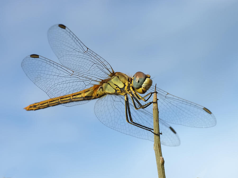 Close up shot of dragonfly landing on top of a stick Photograph by Tomark