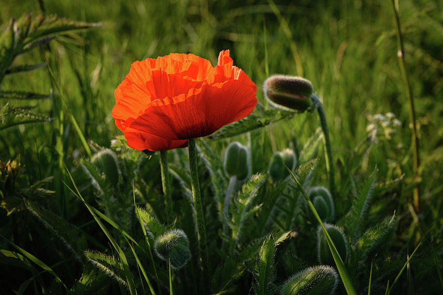 Close-up Side View Of Poppy At Bamburgh Dunes Photograph