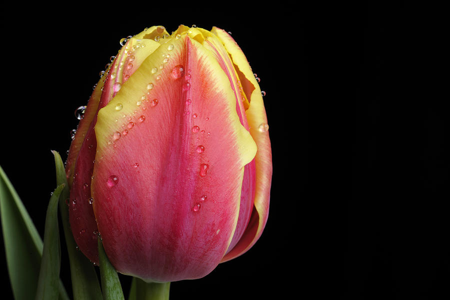 Close Up Single Red and Yellow tulip on Black Background Photograph by JPecha