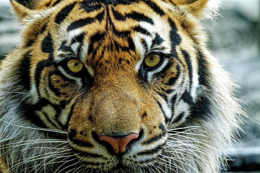 Close Up Sumatran Tiger Photograph by Darrell Gregg - Fine Art America