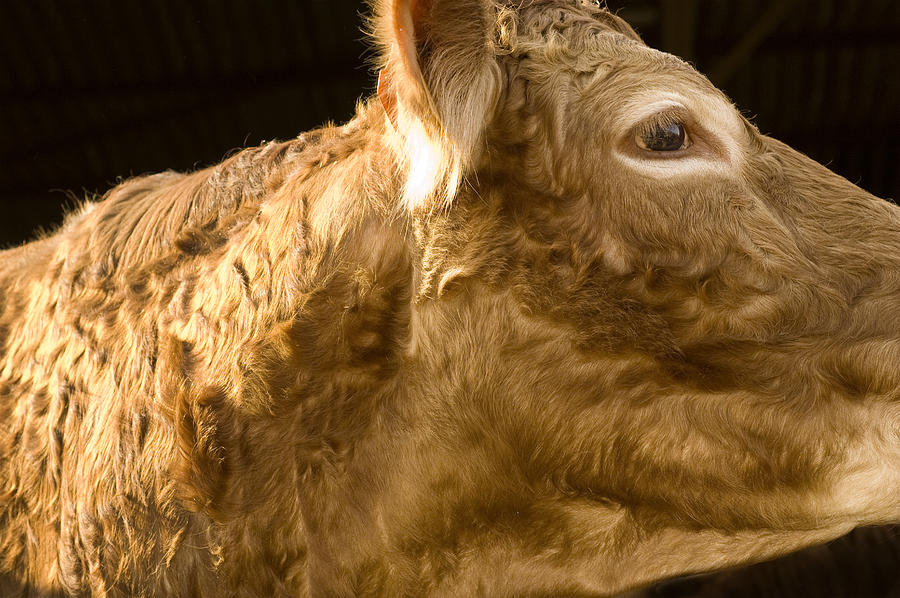 Close-up view of cow Photograph by Andre Lichtenberg