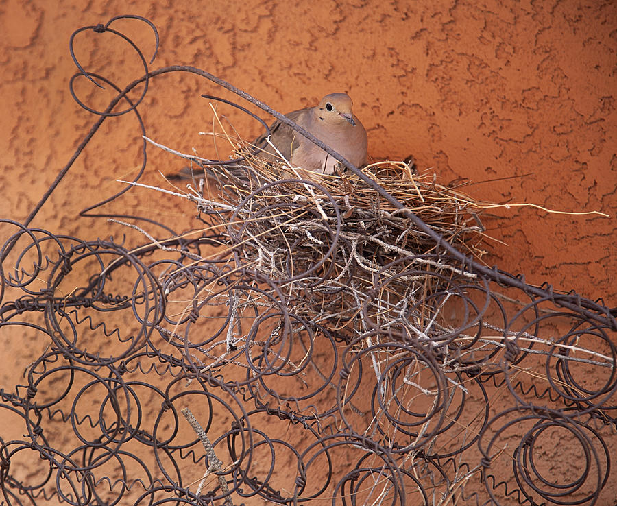 Close-up view of mourning dove (Zenaida macroura) sitting on nest built on an old bed spring Photograph by Timothy Hearsum
