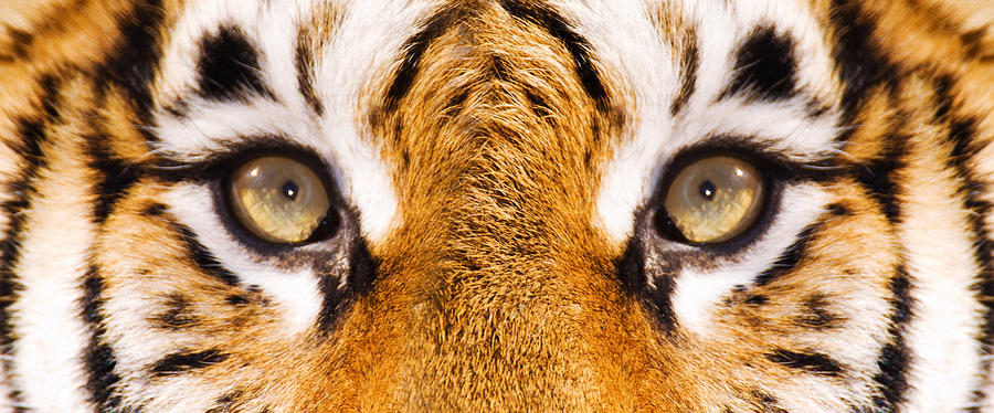 Close up view of Siberian Tigers face Photograph by Mike Hill
