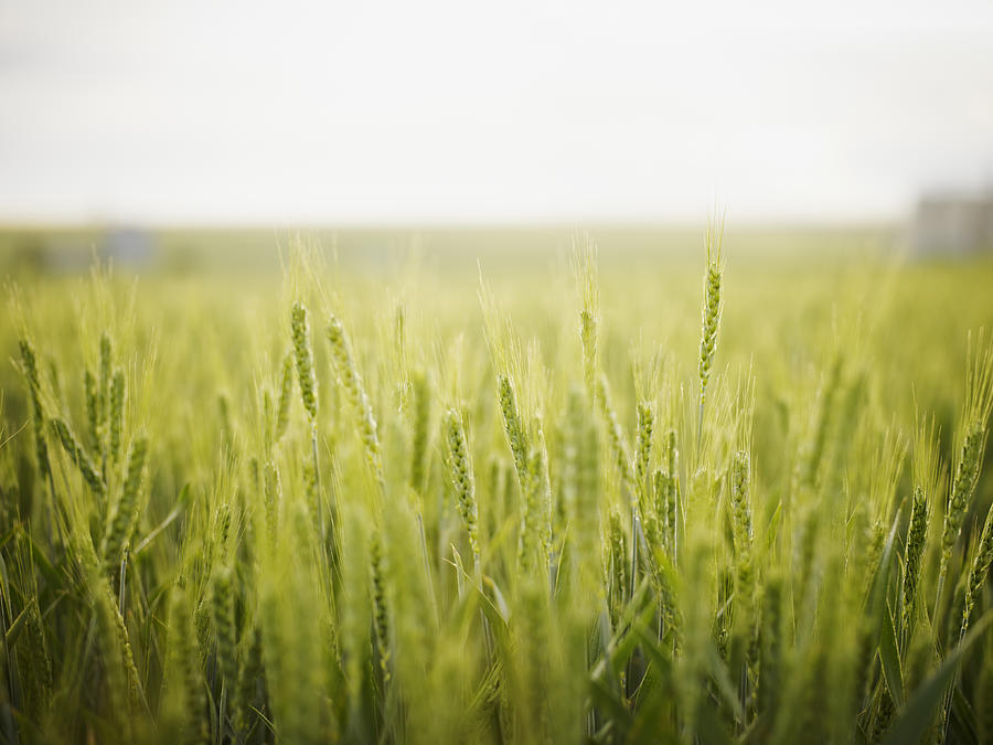 Close up view of wheat field Photograph by Thomas Barwick