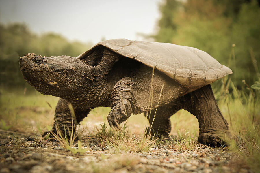 Close-up view of young turtle Photograph by WesPitts Photography Close-up view of young turtle Photograph by WesPitts Photography
