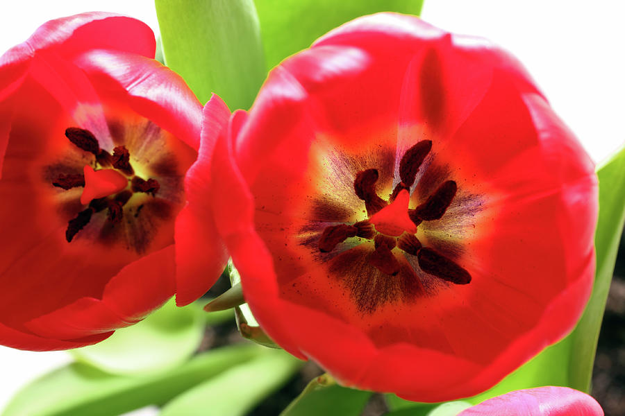 Close-up View On Red Tulips Photograph by Mikhail Kokhanchikov
