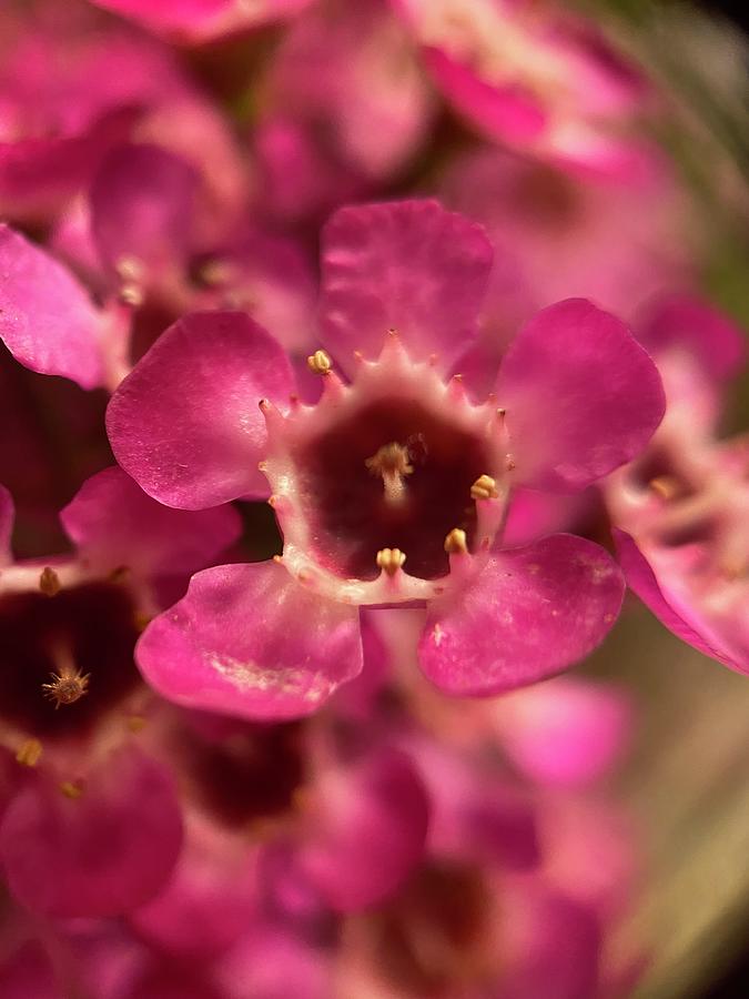 Close-Up Vivid Pink Flowers Photograph by Darsh N Patel - Fine Art America