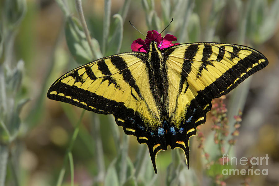 Close-up Western Tiger Swallowtail Photograph by Nancy Gleason