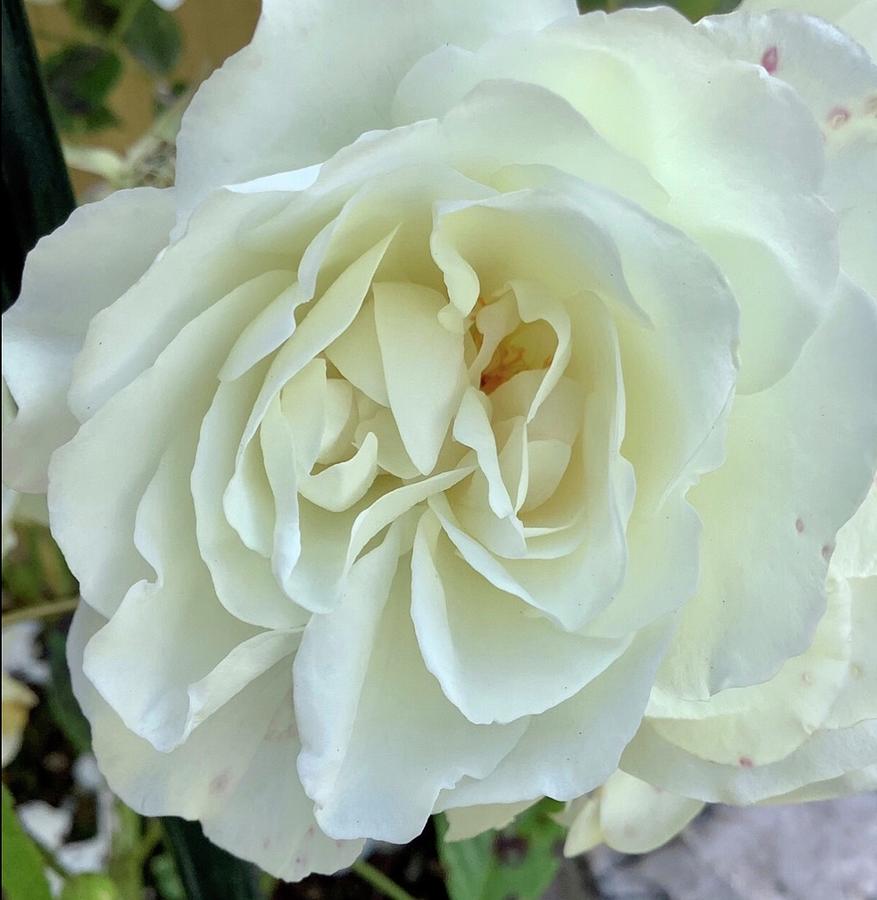 Close up white climbing rose Photograph by Barbara Magor