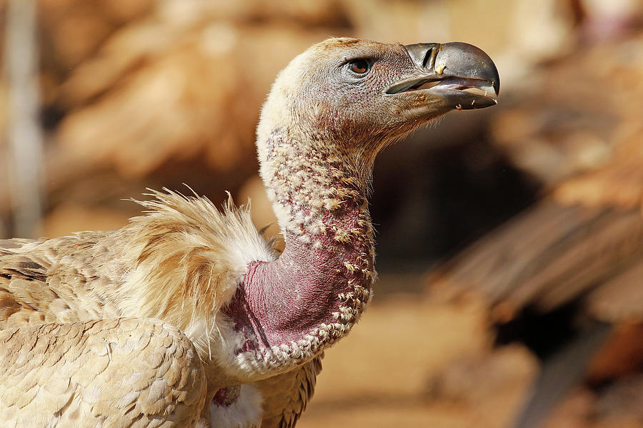 Close-up Whitebacked Vulture Photograph by MaryJane Sesto