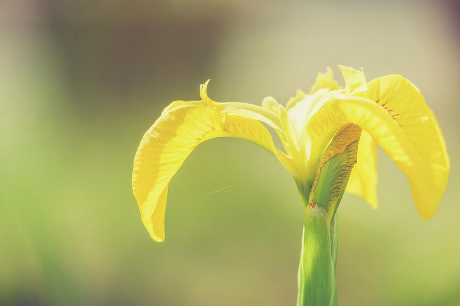 Close Up Wild Yellow Flag Iris In Garden Pond Photograph