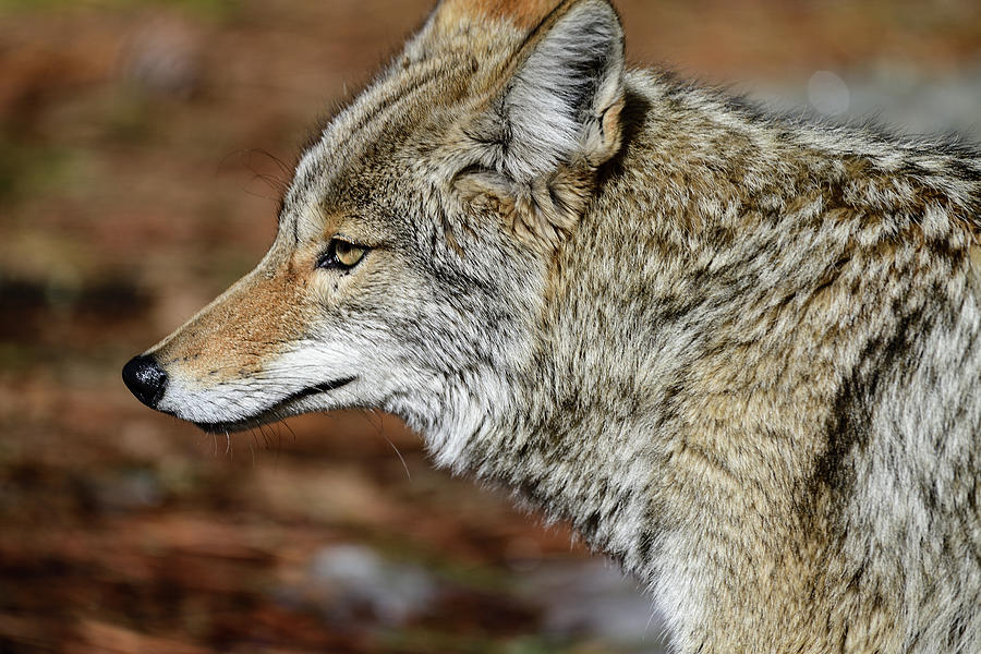 Close-up with Coyote Photograph by Amazing Action Photo Video