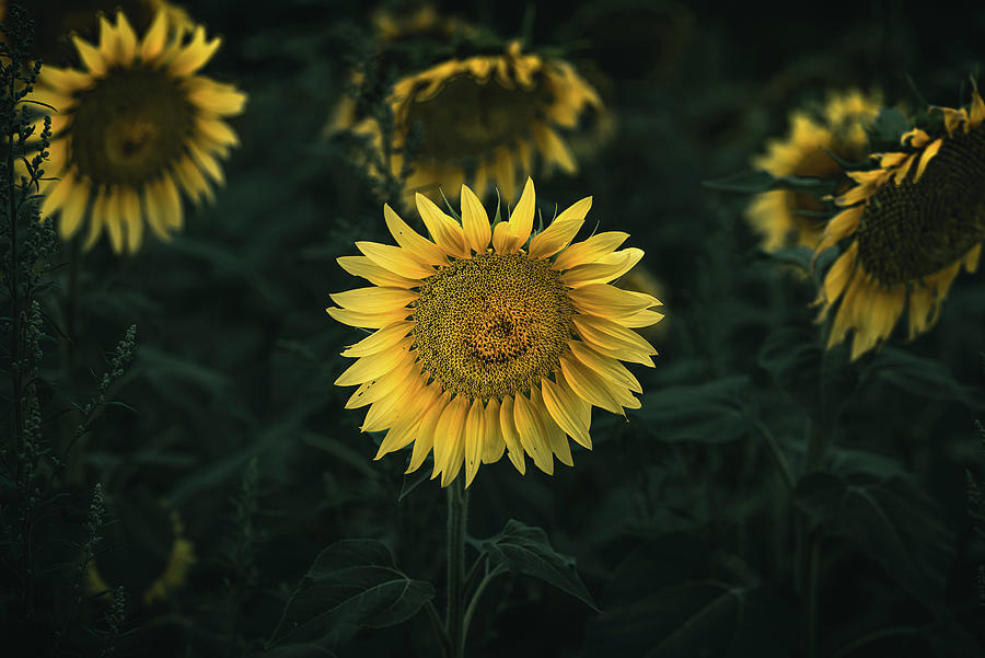 Closeup with natural sunflower flower at sunrise