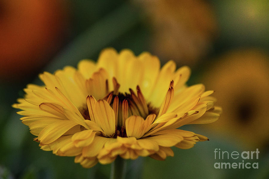 Golden Yellow Calendula Flower Photograph by Abigail Diane Photography