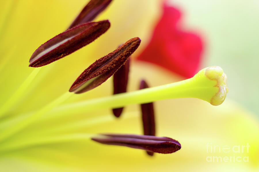 Close-up Yellow Flower Photograph by Laura L Leatherwood Close-up Yellow Flower Photograph by Laura L Leatherwood